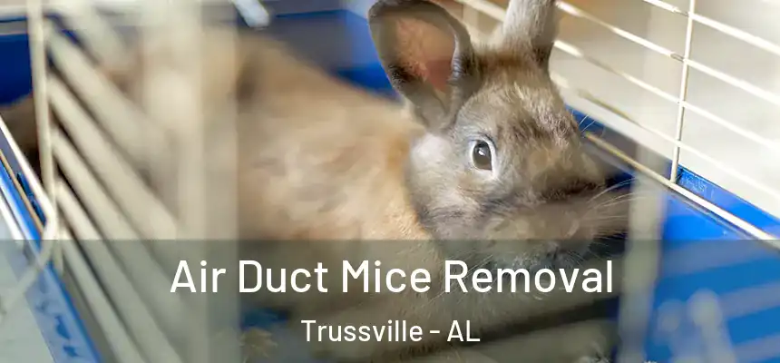  Air Duct Mice Removal Trussville - AL